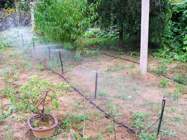 如何對農（nóng）作物進行科學灌（guàn）溉（gài）？