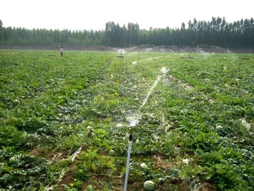 有機西瓜（guā）滴灌